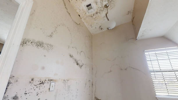 Best Attic Mold Removal  in Walden, NY