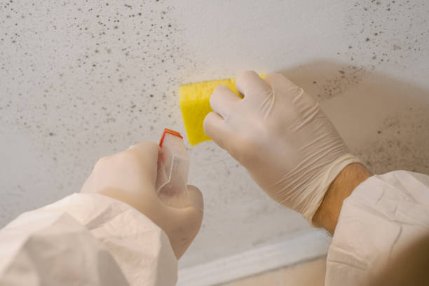 Best Emergency Mold Remediation  in Walden, NY
